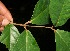  ( - BioBot11125)  @11 [ ] CreativeCommons - Attribution Non-Commercial Share-Alike (2010) Daniel H. Janzen Guanacaste Dry Forest Conservation Fund