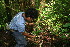  ( - BioBot11126)  @11 [ ] CreativeCommons - Attribution Non-Commercial Share-Alike (2010) Daniel H. Janzen Guanacaste Dry Forest Conservation Fund