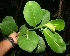  ( - BioBot11128)  @11 [ ] CreativeCommons - Attribution Non-Commercial Share-Alike (2010) Daniel H. Janzen Guanacaste Dry Forest Conservation Fund