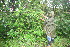 ( - BioBot11148)  @11 [ ] CreativeCommons - Attribution Non-Commercial Share-Alike (2010) Daniel H. Janzen Guanacaste Dry Forest Conservation Fund