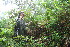  (Scleria - BioBot11151)  @11 [ ] CreativeCommons - Attribution Non-Commercial Share-Alike (2010) Daniel H. Janzen Guanacaste Dry Forest Conservation Fund