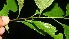  ( - BioBot11193)  @11 [ ] CreativeCommons - Attribution Non-Commercial Share-Alike (2010) Daniel H. Janzen Guanacaste Dry Forest Conservation Fund