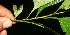  (Cordia linnaei - BioBot11194)  @11 [ ] CreativeCommons - Attribution Non-Commercial Share-Alike (2010) Daniel H. Janzen Guanacaste Dry Forest Conservation Fund