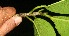  ( - BioBot11195)  @11 [ ] CreativeCommons - Attribution Non-Commercial Share-Alike (2010) Daniel H. Janzen Guanacaste Dry Forest Conservation Fund