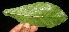  ( - BioBot11199)  @11 [ ] CreativeCommons - Attribution Non-Commercial Share-Alike (2010) Daniel H. Janzen Guanacaste Dry Forest Conservation Fund