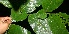  ( - BioBot11200)  @11 [ ] CreativeCommons - Attribution Non-Commercial Share-Alike (2010) Daniel H. Janzen Guanacaste Dry Forest Conservation Fund