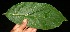  ( - BioBot11201)  @11 [ ] CreativeCommons - Attribution Non-Commercial Share-Alike (2010) Daniel H. Janzen Guanacaste Dry Forest Conservation Fund