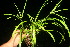  ( - BioBot11208)  @11 [ ] CreativeCommons - Attribution Non-Commercial Share-Alike (2010) Daniel H. Janzen Guanacaste Dry Forest Conservation Fund