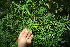  ( - BioBot11236)  @11 [ ] CreativeCommons - Attribution Non-Commercial Share-Alike (2010) Daniel H. Janzen Guanacaste Dry Forest Conservation Fund