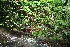  (Coccoloba acuminata - BioBot11250)  @11 [ ] CreativeCommons - Attribution Non-Commercial Share-Alike (2010) Daniel H. Janzen Guanacaste Dry Forest Conservation Fund