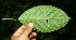  (Siparuna tetraceroides - BioBot11275)  @11 [ ] CreativeCommons - Attribution Non-Commercial Share-Alike (2010) Daniel H. Janzen Guanacaste Dry Forest Conservation Fund