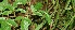  ( - BioBot11289)  @11 [ ] CreativeCommons - Attribution Non-Commercial Share-Alike (2010) Daniel H. Janzen Guanacaste Dry Forest Conservation Fund