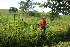  ( - BioBot11299)  @11 [ ] CreativeCommons - Attribution Non-Commercial Share-Alike (2010) Daniel H. Janzen Guanacaste Dry Forest Conservation Fund