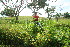  ( - BioBot11300)  @11 [ ] CreativeCommons - Attribution Non-Commercial Share-Alike (2010) Daniel H. Janzen Guanacaste Dry Forest Conservation Fund