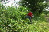  ( - BioBot11305)  @11 [ ] CreativeCommons - Attribution Non-Commercial Share-Alike (2010) Daniel H. Janzen Guanacaste Dry Forest Conservation Fund