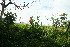  ( - BioBot11307)  @11 [ ] CreativeCommons - Attribution Non-Commercial Share-Alike (2010) Daniel H. Janzen Guanacaste Dry Forest Conservation Fund