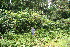  ( - BioBot11311)  @11 [ ] CreativeCommons - Attribution Non-Commercial Share-Alike (2010) Daniel H. Janzen Guanacaste Dry Forest Conservation Fund