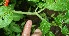  ( - BioBot11317)  @11 [ ] CreativeCommons - Attribution Non-Commercial Share-Alike (2010) Daniel H. Janzen Guanacaste Dry Forest Conservation Fund