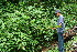  ( - BioBot11318)  @11 [ ] CreativeCommons - Attribution Non-Commercial Share-Alike (2010) Daniel H. Janzen Guanacaste Dry Forest Conservation Fund