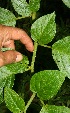  ( - BioBot11318)  @11 [ ] CreativeCommons - Attribution Non-Commercial Share-Alike (2010) Daniel H. Janzen Guanacaste Dry Forest Conservation Fund