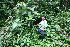  ( - BioBot11319)  @11 [ ] CreativeCommons - Attribution Non-Commercial Share-Alike (2010) Daniel H. Janzen Guanacaste Dry Forest Conservation Fund