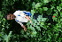  ( - BioBot11319)  @11 [ ] CreativeCommons - Attribution Non-Commercial Share-Alike (2010) Daniel H. Janzen Guanacaste Dry Forest Conservation Fund