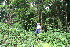  ( - BioBot11321)  @11 [ ] CreativeCommons - Attribution Non-Commercial Share-Alike (2010) Daniel H. Janzen Guanacaste Dry Forest Conservation Fund