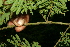  ( - BioBot11321)  @11 [ ] CreativeCommons - Attribution Non-Commercial Share-Alike (2010) Daniel H. Janzen Guanacaste Dry Forest Conservation Fund