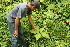  ( - BioBot11322)  @11 [ ] CreativeCommons - Attribution Non-Commercial Share-Alike (2010) Daniel H. Janzen Guanacaste Dry Forest Conservation Fund