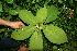  ( - BioBot11322)  @11 [ ] CreativeCommons - Attribution Non-Commercial Share-Alike (2010) Daniel H. Janzen Guanacaste Dry Forest Conservation Fund