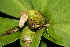  ( - BioBot11322)  @11 [ ] CreativeCommons - Attribution Non-Commercial Share-Alike (2010) Daniel H. Janzen Guanacaste Dry Forest Conservation Fund