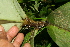  ( - BioBot11322)  @11 [ ] CreativeCommons - Attribution Non-Commercial Share-Alike (2010) Daniel H. Janzen Guanacaste Dry Forest Conservation Fund