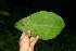  ( - BioBot11322)  @11 [ ] CreativeCommons - Attribution Non-Commercial Share-Alike (2010) Daniel H. Janzen Guanacaste Dry Forest Conservation Fund