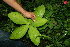  ( - BioBot11323)  @11 [ ] CreativeCommons - Attribution Non-Commercial Share-Alike (2010) Daniel H. Janzen Guanacaste Dry Forest Conservation Fund