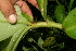  ( - BioBot11323)  @11 [ ] CreativeCommons - Attribution Non-Commercial Share-Alike (2010) Daniel H. Janzen Guanacaste Dry Forest Conservation Fund