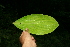  ( - BioBot11323)  @11 [ ] CreativeCommons - Attribution Non-Commercial Share-Alike (2010) Daniel H. Janzen Guanacaste Dry Forest Conservation Fund