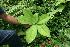  ( - BioBot11324)  @11 [ ] CreativeCommons - Attribution Non-Commercial Share-Alike (2010) Daniel H. Janzen Guanacaste Dry Forest Conservation Fund