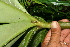  ( - BioBot11324)  @11 [ ] CreativeCommons - Attribution Non-Commercial Share-Alike (2010) Daniel H. Janzen Guanacaste Dry Forest Conservation Fund