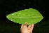  ( - BioBot11324)  @11 [ ] CreativeCommons - Attribution Non-Commercial Share-Alike (2010) Daniel H. Janzen Guanacaste Dry Forest Conservation Fund