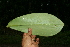  ( - BioBot11324)  @11 [ ] CreativeCommons - Attribution Non-Commercial Share-Alike (2010) Daniel H. Janzen Guanacaste Dry Forest Conservation Fund