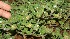  ( - BioBot11340)  @11 [ ] CreativeCommons - Attribution Non-Commercial Share-Alike (2010) Daniel H. Janzen Guanacaste Dry Forest Conservation Fund