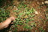  ( - BioBot11342)  @11 [ ] CreativeCommons - Attribution Non-Commercial Share-Alike (2010) Daniel H. Janzen Guanacaste Dry Forest Conservation Fund