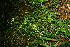  (Carex polystachya - BioBot11353)  @11 [ ] CreativeCommons - Attribution Non-Commercial Share-Alike (2010) Daniel H. Janzen Guanacaste Dry Forest Conservation Fund