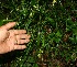  ( - BioBot11353)  @11 [ ] CreativeCommons - Attribution Non-Commercial Share-Alike (2010) Daniel H. Janzen Guanacaste Dry Forest Conservation Fund