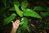  ( - BioBot11368)  @11 [ ] CreativeCommons - Attribution Non-Commercial Share-Alike (2010) Daniel H. Janzen Guanacaste Dry Forest Conservation Fund