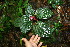  ( - BioBot11369)  @11 [ ] CreativeCommons - Attribution Non-Commercial Share-Alike (2010) Daniel H. Janzen Guanacaste Dry Forest Conservation Fund