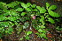  ( - BioBot11370)  @11 [ ] CreativeCommons - Attribution Non-Commercial Share-Alike (2010) Daniel H. Janzen Guanacaste Dry Forest Conservation Fund