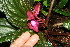 ( - BioBot11370)  @11 [ ] CreativeCommons - Attribution Non-Commercial Share-Alike (2010) Daniel H. Janzen Guanacaste Dry Forest Conservation Fund