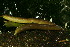  ( - BioBot11374)  @11 [ ] CreativeCommons - Attribution Non-Commercial Share-Alike (2010) Daniel H. Janzen Guanacaste Dry Forest Conservation Fund