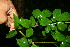  ( - BioBot11374)  @11 [ ] CreativeCommons - Attribution Non-Commercial Share-Alike (2010) Daniel H. Janzen Guanacaste Dry Forest Conservation Fund